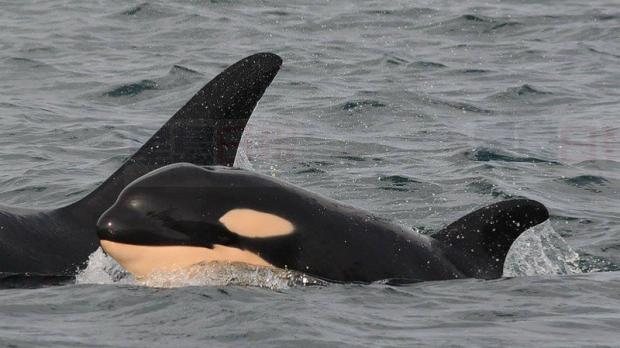 聯邦政府加強保護卑詩殺人鯨的措施