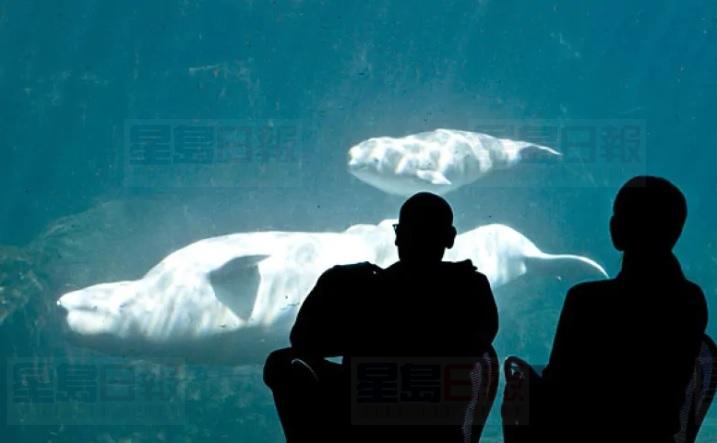 溫哥華水族館控告溫市府禁鯨類展覽及表演