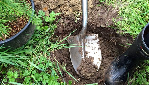 溫市公園局網上售賣樹苗展開 每棵10元