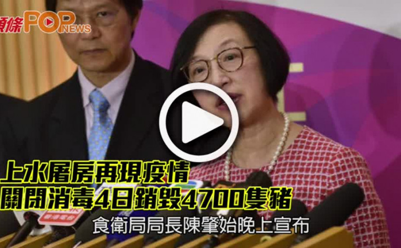 上水屠房再現疫情 關閉消毒4日銷毀4700隻豬