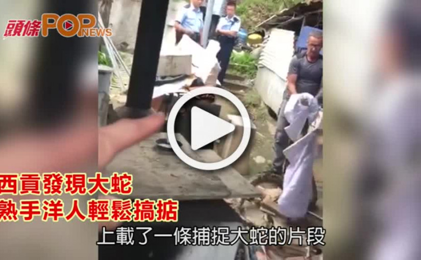 西貢發現大蛇              熟手洋人輕鬆搞掂