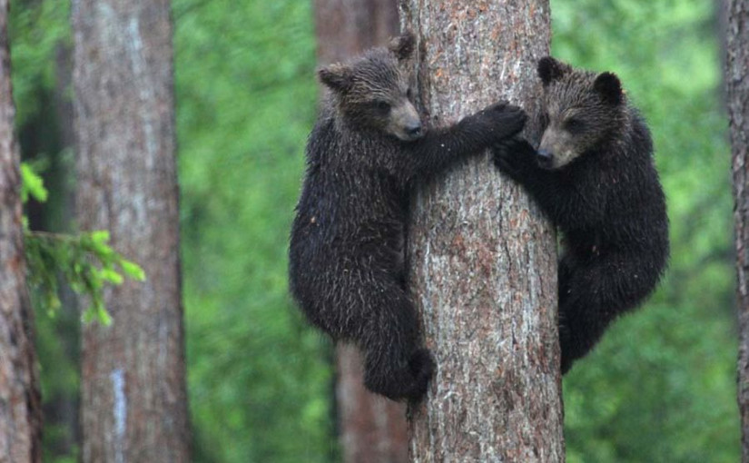 【視頻】超級會跳又會爬樹的熊 公寓陽台隨處走