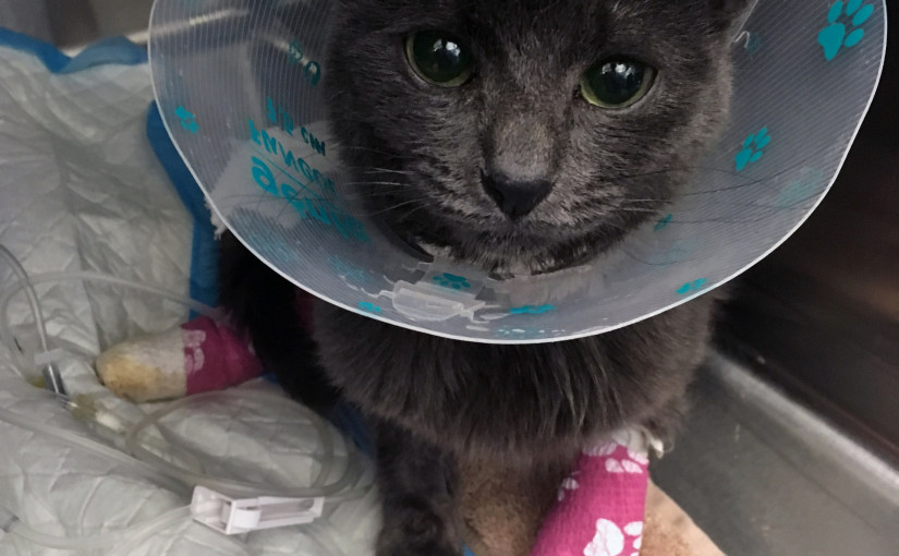 小貓被撞傷 冀善長捐助醫療費