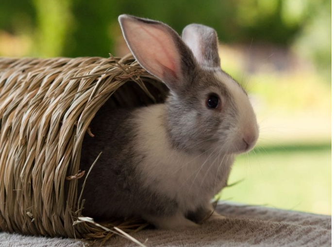 溫市中心柏文大廈多隻兔子感染病毒性出血症死亡