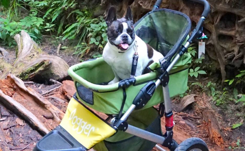 治療犬組織2.5萬元專用設備據稱被盜