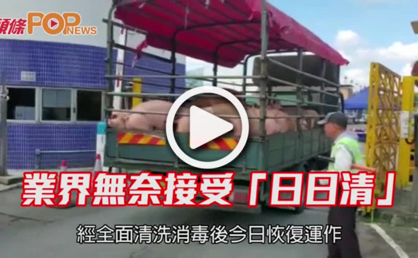 業界無奈接受「日日清」 冀不再全面撲殺關屠場