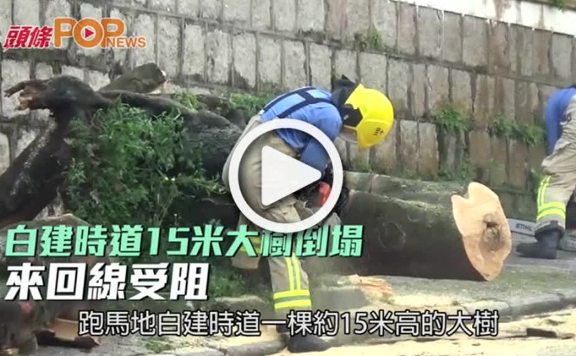 白建時道15米大樹倒塌  來回線受阻
