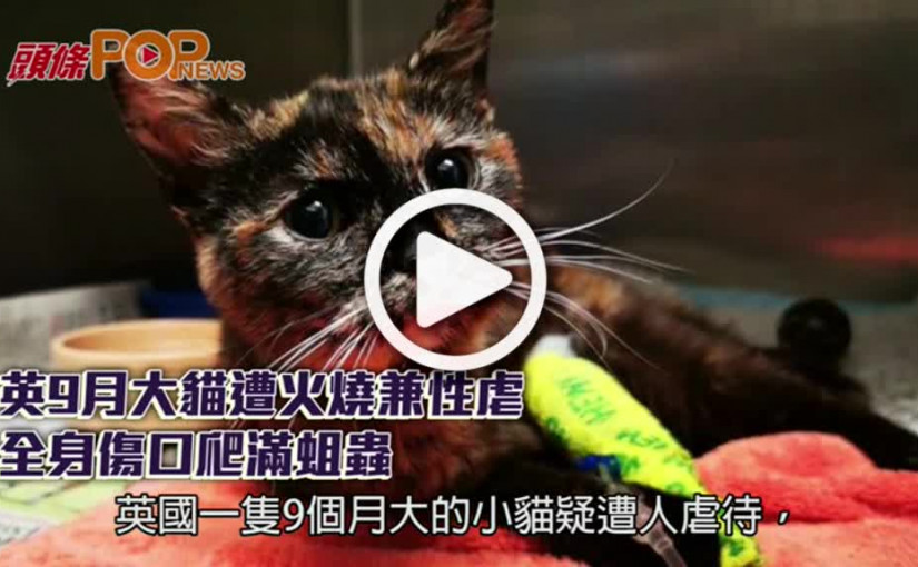 英9月大貓遭火燒兼性虐  全身傷口爬滿蛆蟲