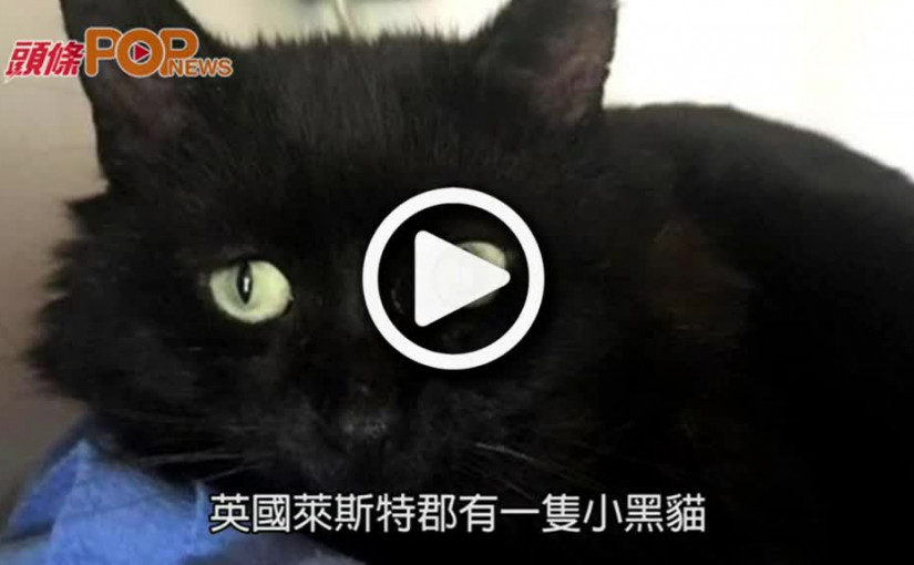 英小黑貓被人用箭射  險插穿肩膀奇蹟生還