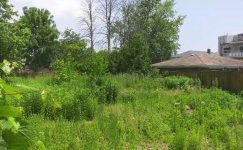 屋旁工地雜草蔓延家園    毒藤巨豬草叢生影響居民健康