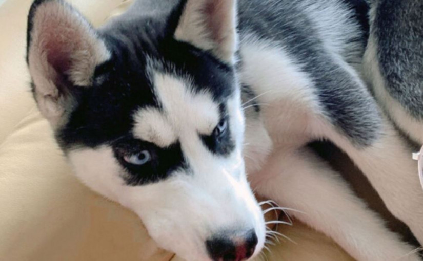 警發圖尋狗 追緝懷疑偷狗男女賊