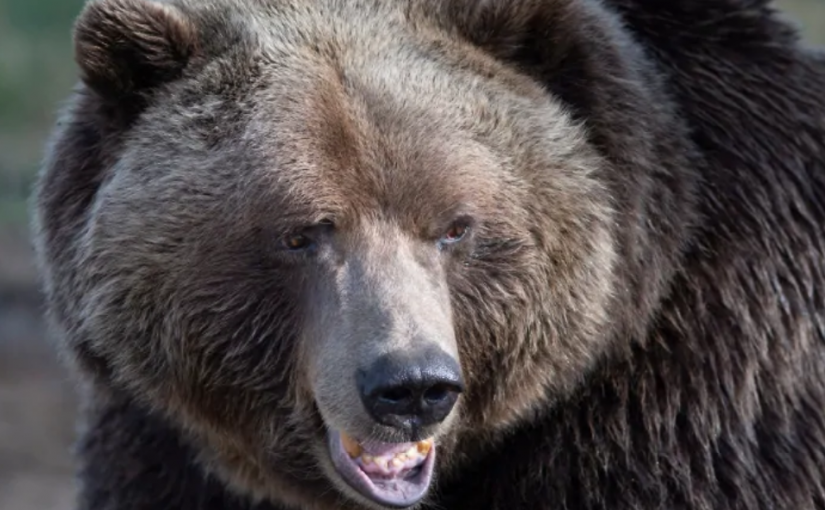 遭灰熊攻擊  男子以刺刀抵禦  死裏逃生