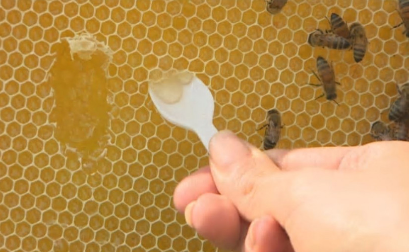 食檢局驗出進口假蜂蜜充斥市面  加國蜂蜜全純正