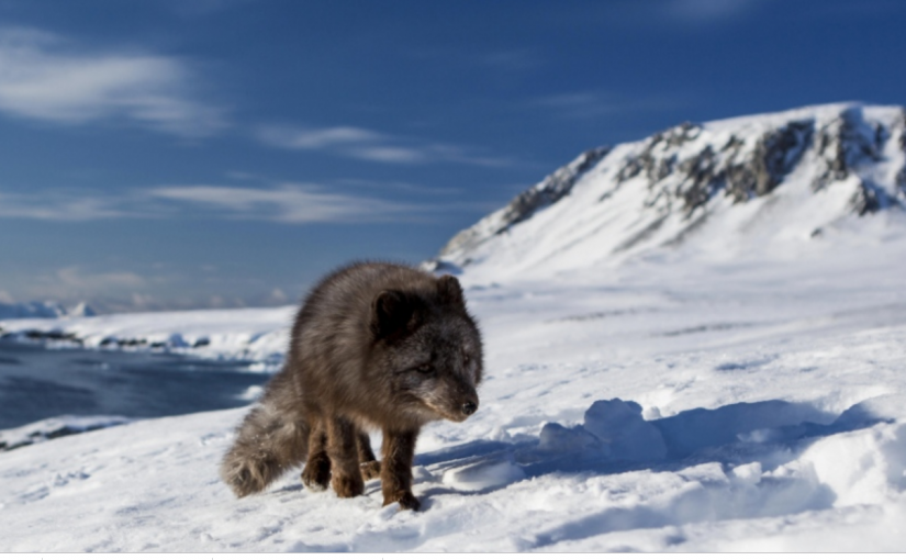 了不得的北極狐   76天從挪威走到加拿大