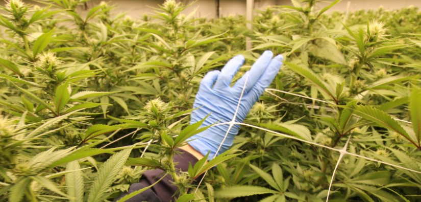 溫哥華警方搗破兩非法大麻油工場