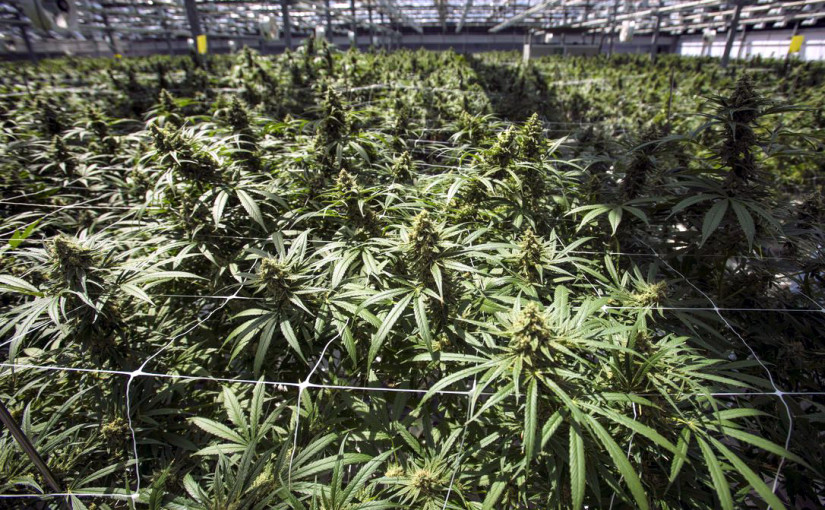 三角洲大型大麻種植溫室即將落成 未來可供應大量大麻