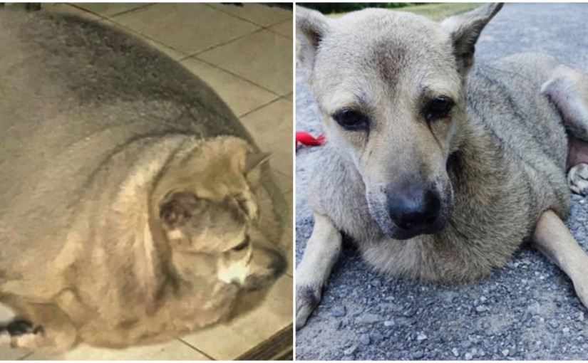 【一生坎坷】泰國流浪狗減肥後皮膚過多 遠渡來加做切皮手術