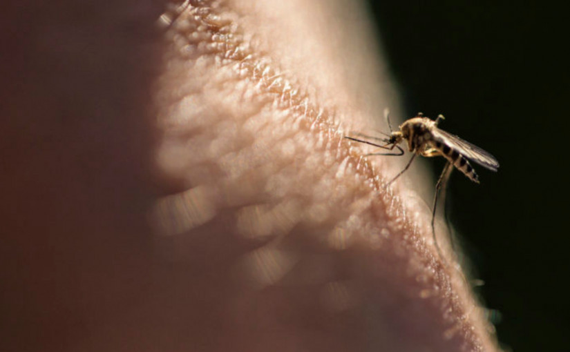 多倫多出現今年首宗西尼羅病毒感染