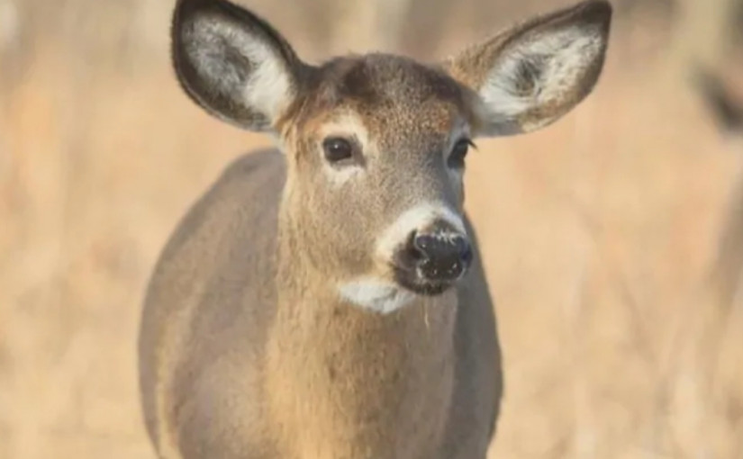 專家擔心瘋鹿症鹿肉將進入人類食物供應市場