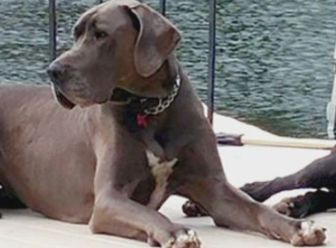 150磅大丹犬偷食香口膠後肝衰竭死亡