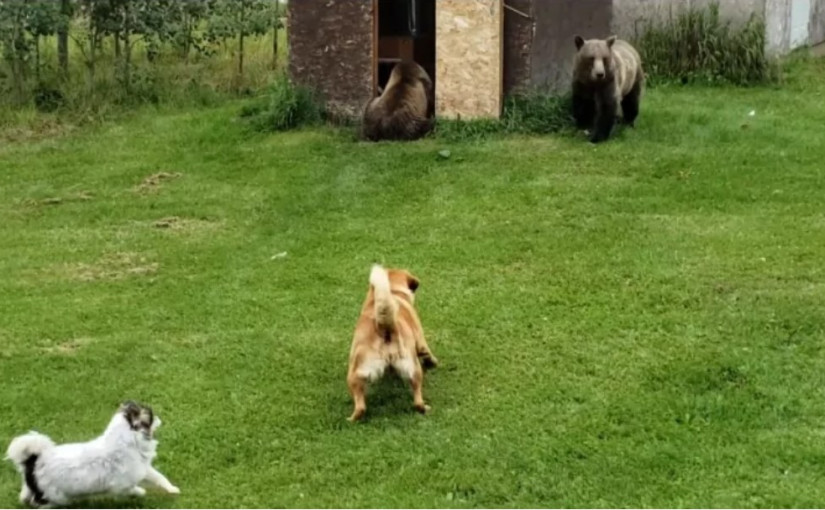【有片】熊狗對峙！三隻熊吃了狗食  兩隻狗狂吠