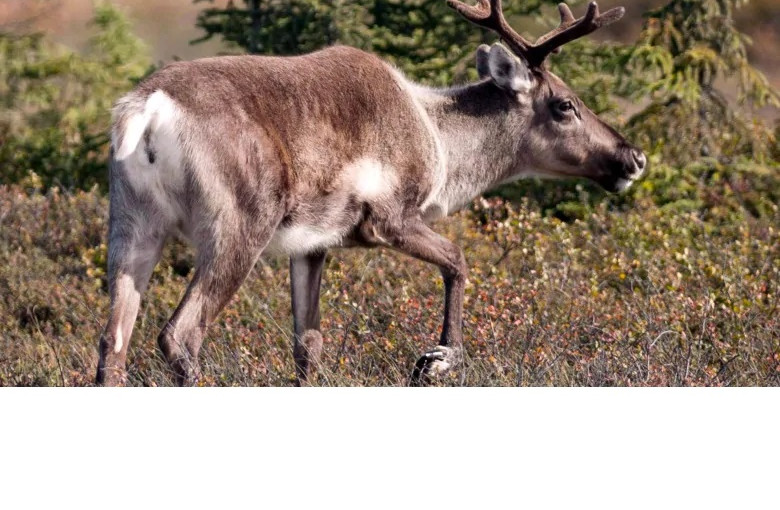 亞省擬在卑詩邊界附近興建馴鹿保護區