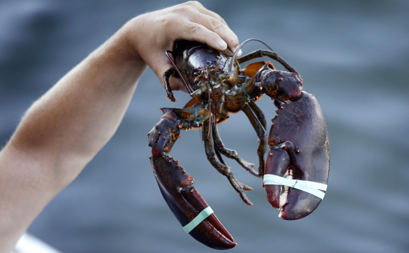 加拿大龍蝦業者得利  出口中國大增長