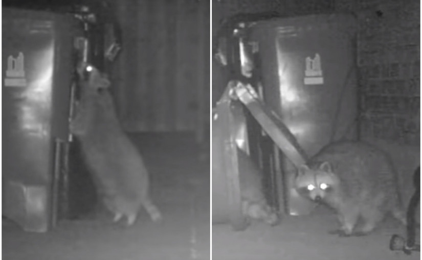 【有片】多巿新綠色垃圾桶效果不彰 聰明浣熊要打開 不費功夫