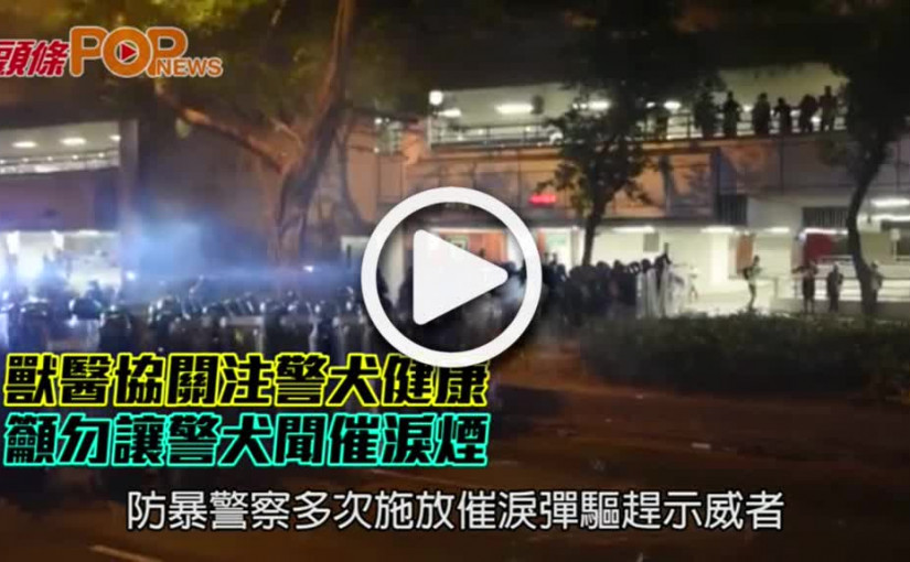 獸醫協關注警犬健康        籲勿讓警犬聞催淚煙