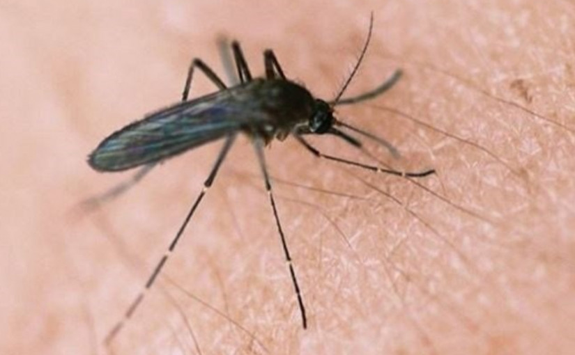皮爾區發現兩隻西尼羅病毒蚊
