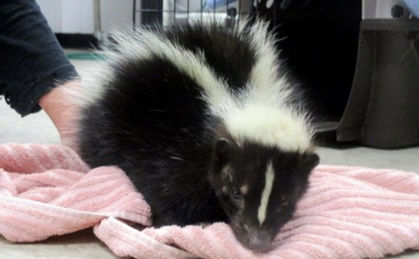 約克區發現臭鼬鼠帶瘋狗症病毒