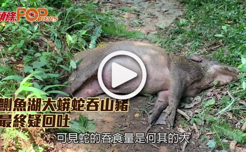 鰂魚湖大蟒蛇吞山豬        最終疑回吐