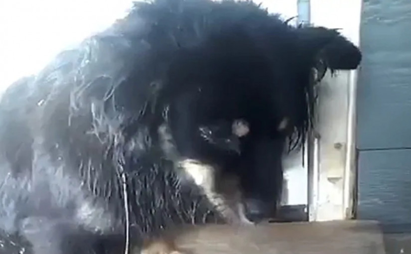 緬省原住民社區爆發瘋狗症 專家指有擴散風險