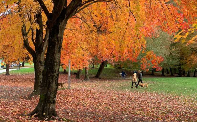 【不時更新】大溫哥華秋色圖輯