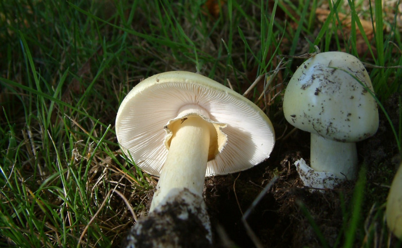 食蘑菇中毒個案增加 BCCDC提醒民眾警惕