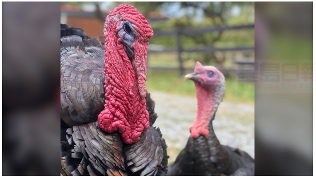 菲沙河谷兩隻火雞不會成為感恩節食物