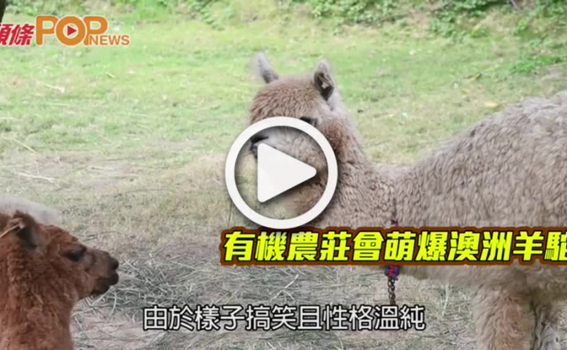 有機農莊會萌爆澳洲羊駝