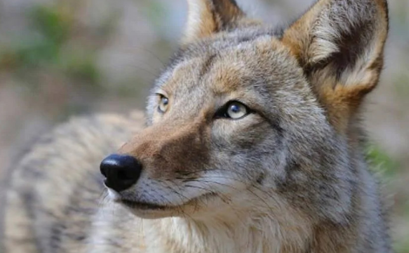 多市東約克居民後院遭土狼闖入 愛犬被殺