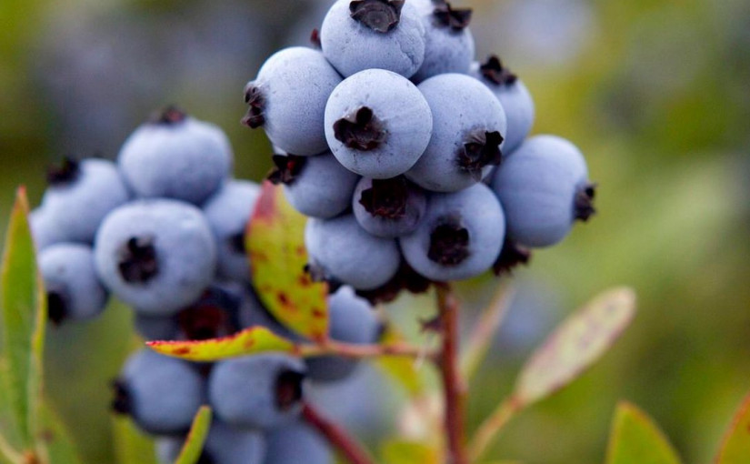 前藍莓園主人惡意破壞  新主人勝訴贏得300萬