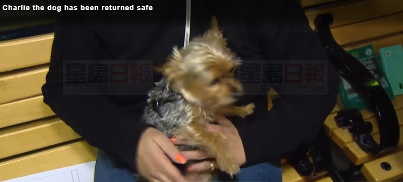 主人地鐵站昏迷小狗被偷 一月後好心人送還