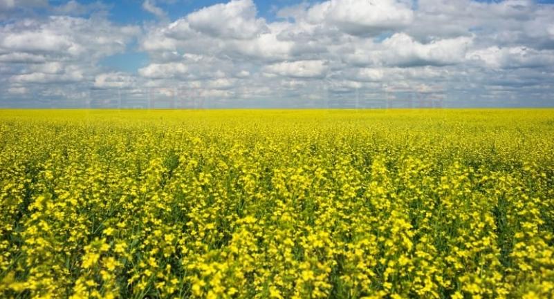 加拿大芥花籽市場逐漸復甦