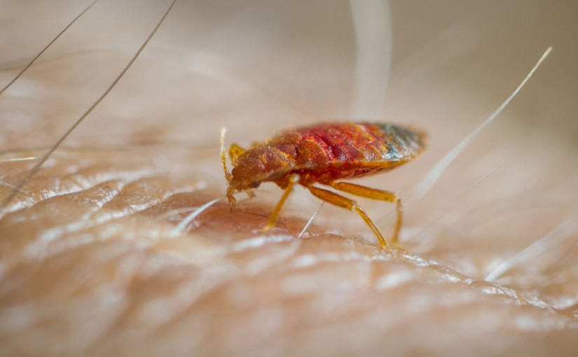 美國有Walmart分店更衣室發現床蝨