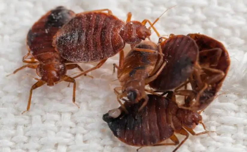 報告指多倫多床虱問題全國最嚴重