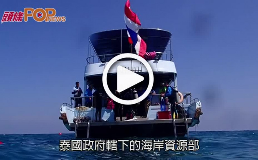 保育布吉海洋       人工培植珊瑚