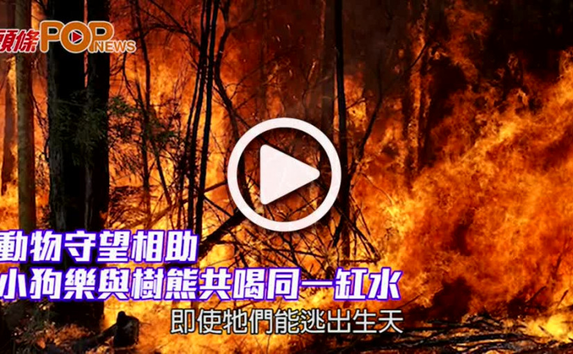 動物守望相助 小狗樂與樹熊共喝同一缸水