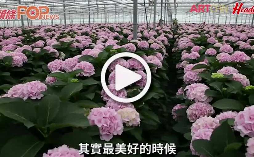 在花中看見美好世界