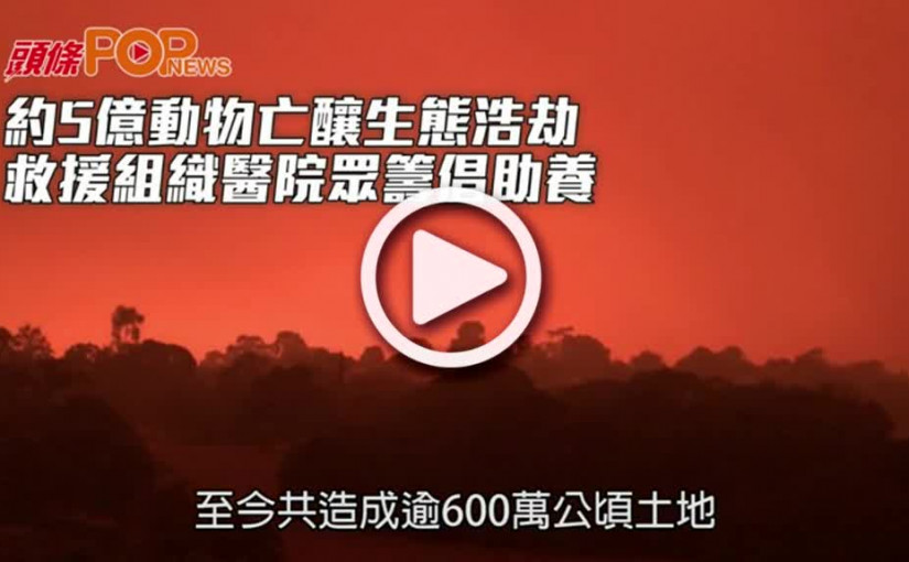 約5億動物亡釀生態浩劫  救援組織醫院眾籌倡助養