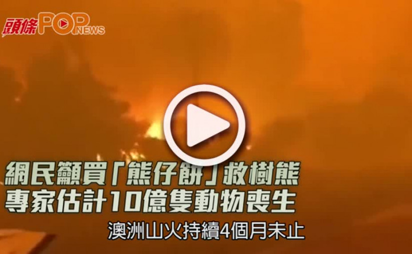 網民籲買「熊仔餅」救樹熊  專家估計10億隻動物喪生