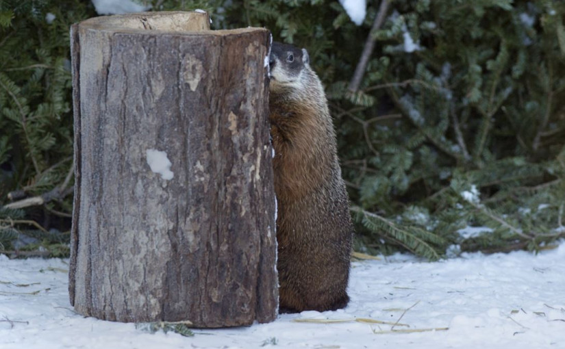 土撥鼠預測今個冬季有長有短