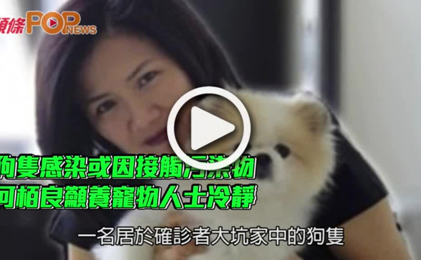 狗隻感染或因接觸污染物 何栢良籲養寵物人士冷靜